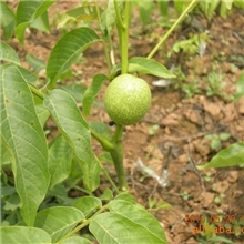 当年栽培，当年见果核桃苗、核桃种