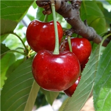 团购批发2014新鲜水果山东烟台露天大樱桃拉宾斯酸甜口感包邮