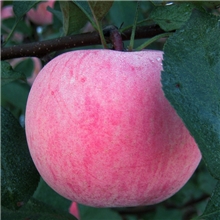 批发团购新鲜水果正宗山东烟台红富士苹果85MM原产地栖霞直发