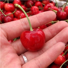 团购批发2014新鲜水果山东烟台露天大樱桃先锋酸甜口感包邮