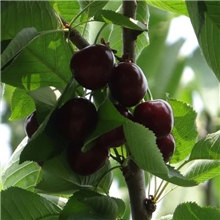 团购批发2014新鲜水果山东烟台露天大樱桃黑珍珠保甜包邮