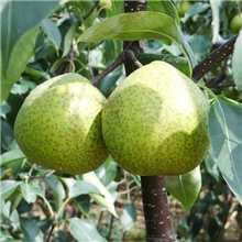 批发团购新鲜水果山东特产正宗莱阳梨85MM以上原产地芦儿港直发