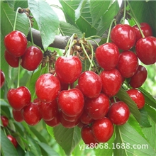 红玛瑙樱桃批发颗颗饱满樱桃新鲜水果樱桃