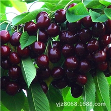 正品紫樱桃批发优质产品自产樱桃新鲜水果樱桃