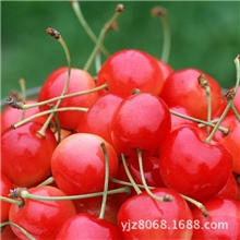 优质产品自产大樱桃新鲜水果樱桃批发供应