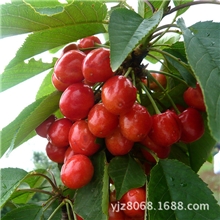 樱桃批发优质产品自产樱桃新鲜水果樱桃