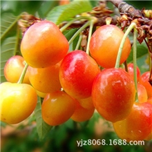 冰糖樱桃批发新鲜水果樱桃果园天然水果