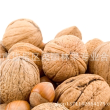 山东山核桃.纸皮核桃多吃补脑.休闲食品.推广
