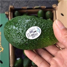 新鲜牛油果批发团购