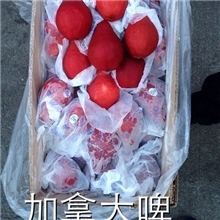 新鲜美国红啤梨批发团购