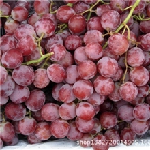 进口新鲜美国加洲红提批发团购