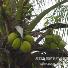 供应海南国际旅游岛椰青
