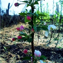 供应1公分绿化苗木八棱海棠树