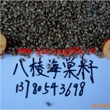 供应保质保量八棱海棠籽