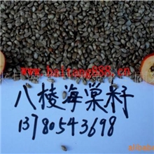 供应八棱海棠子、八棱海棠、海棠种子、海棠籽