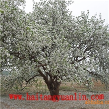 供应海棠树、古树、八棱海棠树、大型风景树