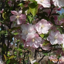 批发优质绿化苗木西府海棠、垂丝海棠