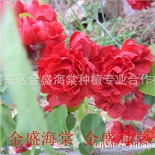 （春节催花）木瓜、西府、垂丝等海棠花卉盆景