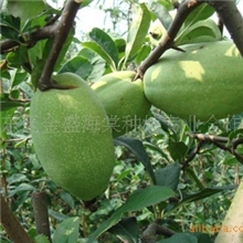 批发木瓜苗小苗优良皱皮木瓜品种长俊