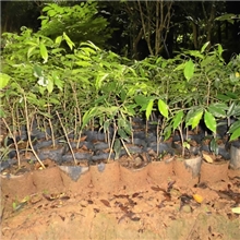 【行业推荐】供可绿化也可药用的沉香苗