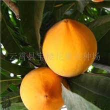 供应台湾果树苗