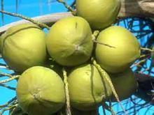 海南新鲜青皮椰子~海南东郊椰林供应