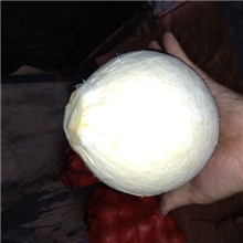 抛光新鲜椰子~海南东郊椰林供应