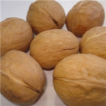 新疆薄皮核桃核桃批发薄皮新二核桃一捏就开2013年新货干果