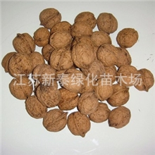 批发供应优质核桃种子胡桃种子英国胡桃种子波斯胡桃