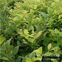 低价出售金森女贞绿化工程色块小苗30公分