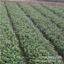 【星诚茶花苗】低价长期供应大红茶花小苗株高30公分