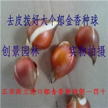 正宗荷兰进口郁金香种球可水培土培种球郁金香低价批发