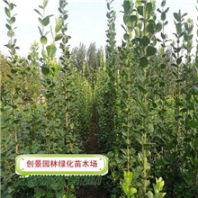 抛售北海道黄杨50-80-150-200-250cm高度黄杨冬青卫矛规格全