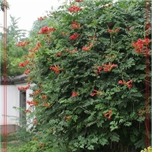 大量供应凌霄小苗/多年生大苗