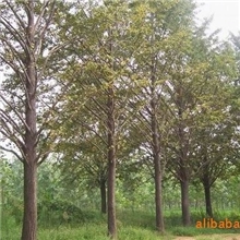 低价出售2-80公分银杏树，13615498957