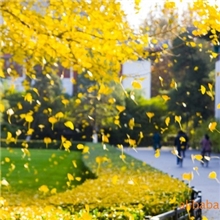 低价销售2-80公分银杏树，13615498957