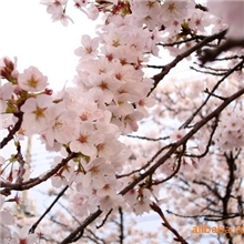 低价出售樱花树