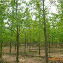 低价出售9-15公分银杏树