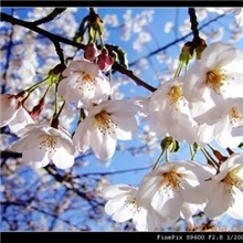 低价出售1-80公分樱花树