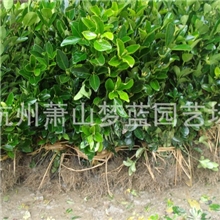 大叶黄杨绿化苗木苗木批发园林公司