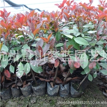 红叶石楠园林绿化苗木苗圃