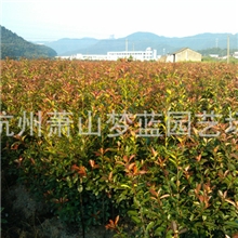 红叶石楠篱笆梦蓝园艺配送绿化苗木批发