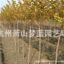 紫薇园林绿化苗木苗圃园艺园林公司苗木批发