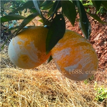 新鲜水果批发100%正宗赣南脐橙20斤礼品装现场采摘