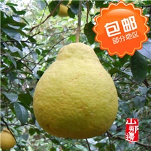 正宗容县沙田柚子文旦果新鲜水果试吃装限区包邮原产地发货