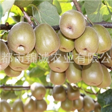 国家地标产品四川蒲江有机红心猕猴桃红心奇异果批发