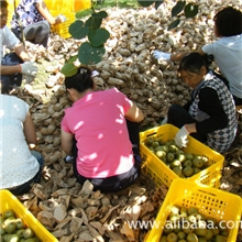 公司猕猴桃基地特产红心猕猴桃红阳猕猴桃