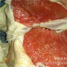 平和琯溪红肉柚子