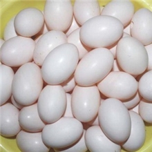 批发天天新鲜鸽子蛋信鸽蛋白鸽蛋新品特价促销100枚起批