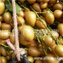 鸡心黄皮,优质岭南黄皮，天然本色，顶级新鲜。